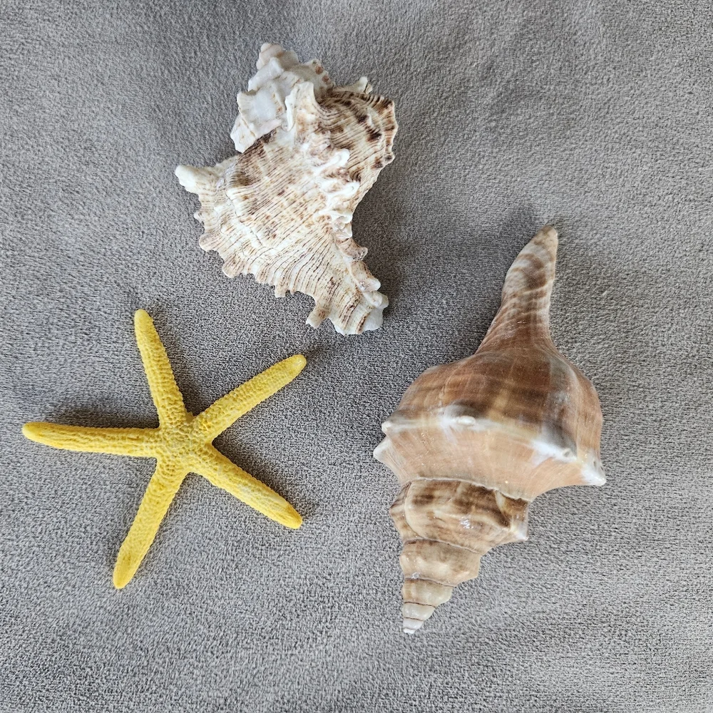 NEW Coastal Decor Set Shark Sign Shells Starfish & Shell Keychain Fish Tank Safe